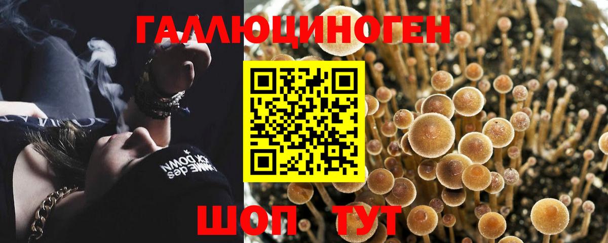 Тара  Галлюциногенные грибы Psilocybe  Вход с VPN 